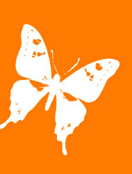 butterfly